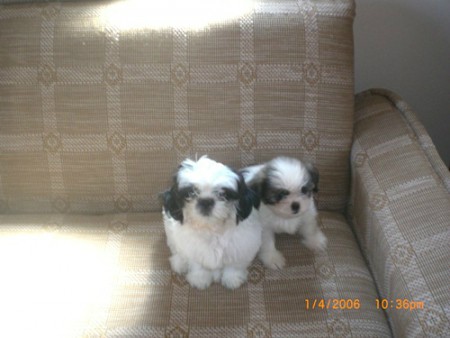 Deby e Tuty quando filhotes